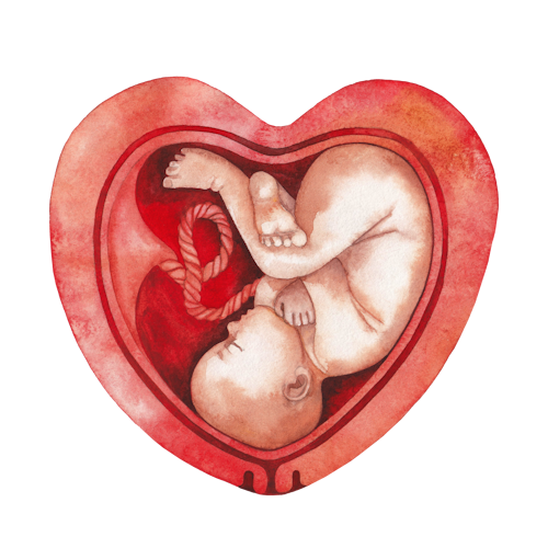 Placenta and baby